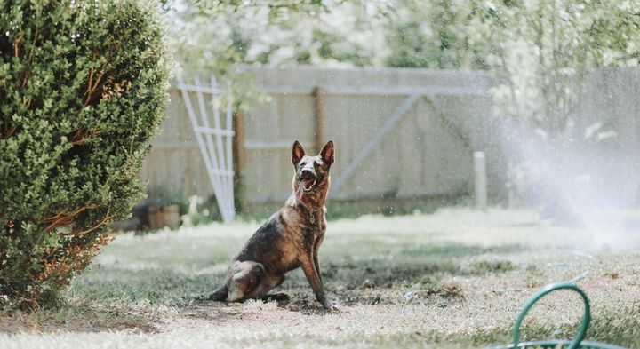 Pet dog in the backyard.