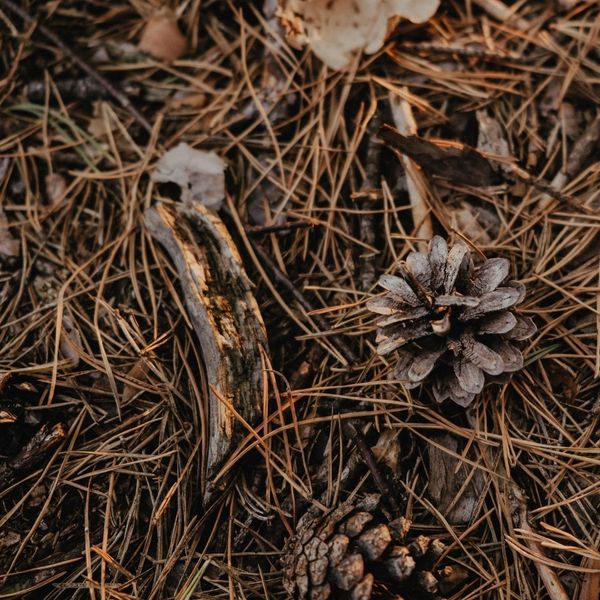 pine needles on ground