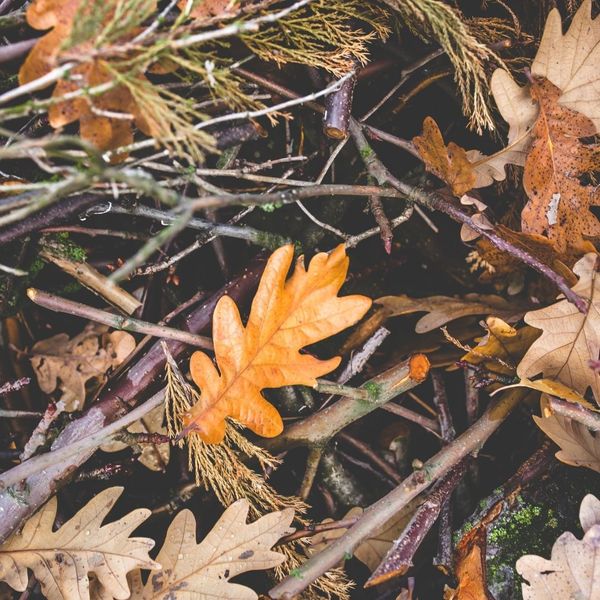 branches and deadfall