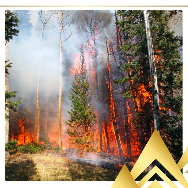 wildfire engulfing evergreens