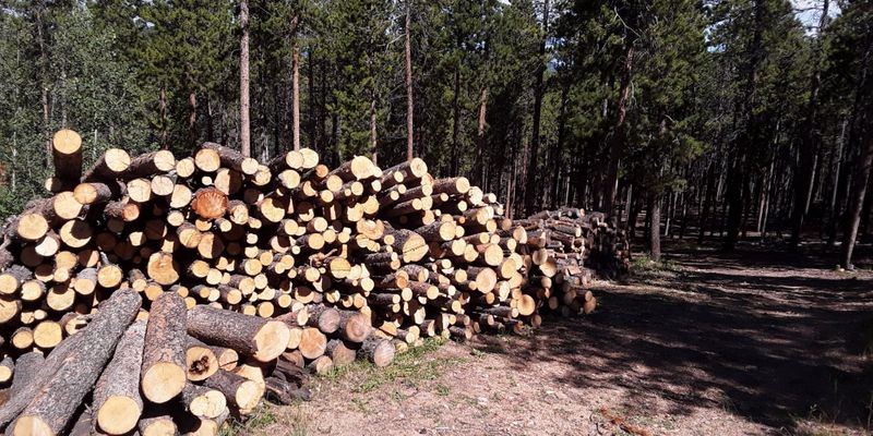 trees being cut down to mitigate wildfire risk