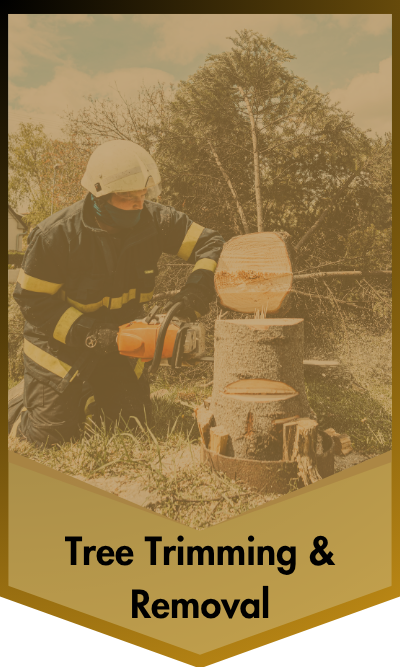 Tree Trimming & Removal Tree Trimming & Removal