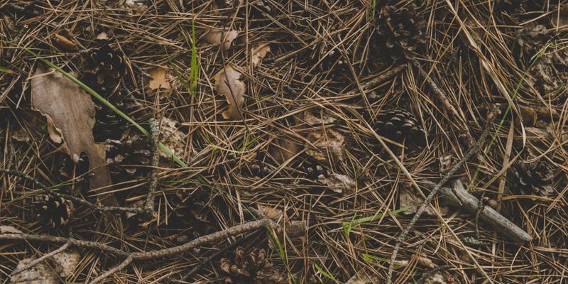 slash, dead branches, and pine needles on ground