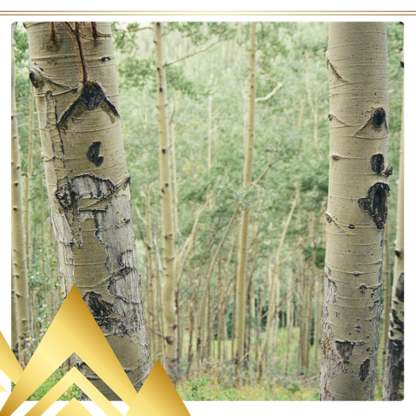 Colorado Springs 2.png
