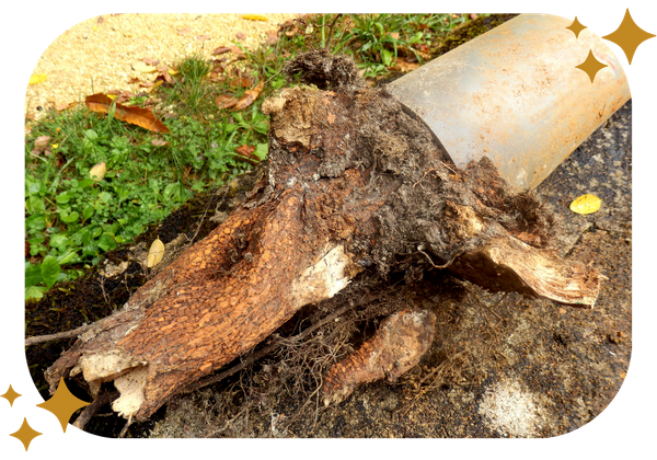 Sewer Tree Root Removal Services - Image 1.png