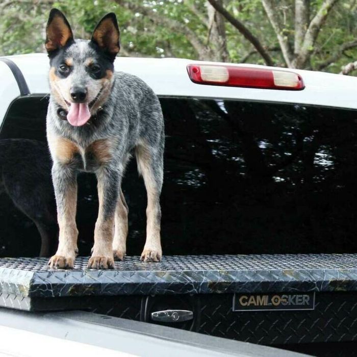 Signs You Need a Tool Box for Your Truck-image2.jpg