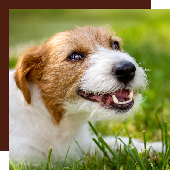 dog with good dental health