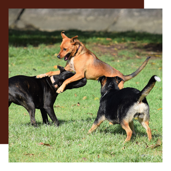 dogs playing outside