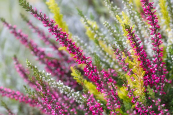 wildflowers