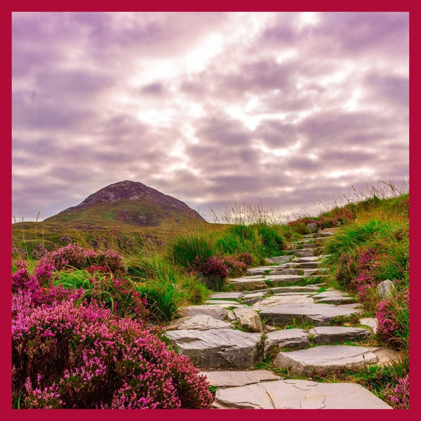 walking path with pink flowers 