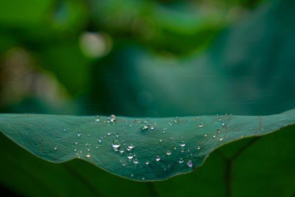 leaf covered in water droplets
