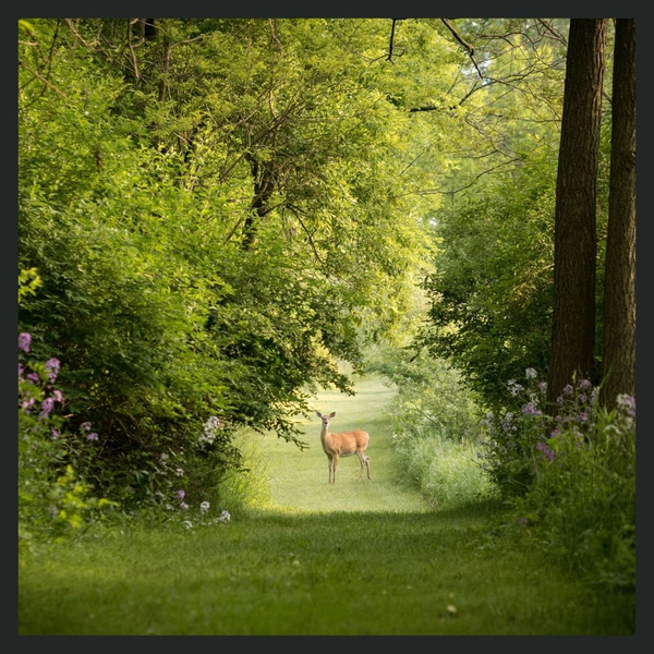a grassy forest path with a doe looking through a clearing
