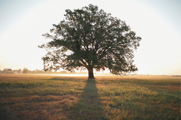 tree in plains