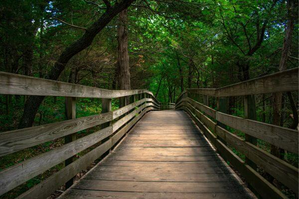 bridge in nature