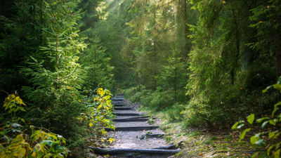 path through the woods