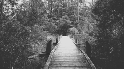 black and white nature bridge 