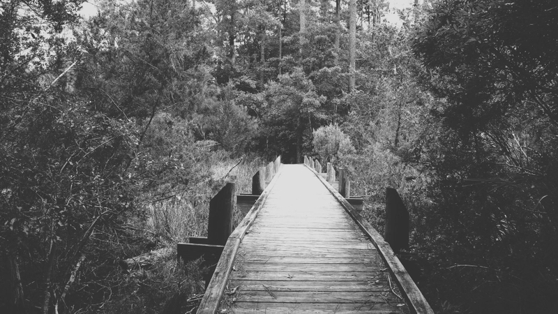 black and white nature bridge 