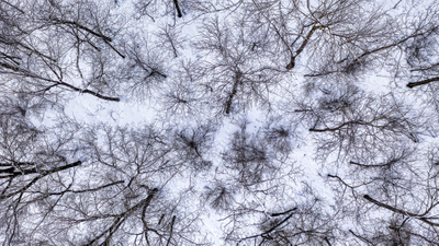 view looking up at a skyline of trees growing together