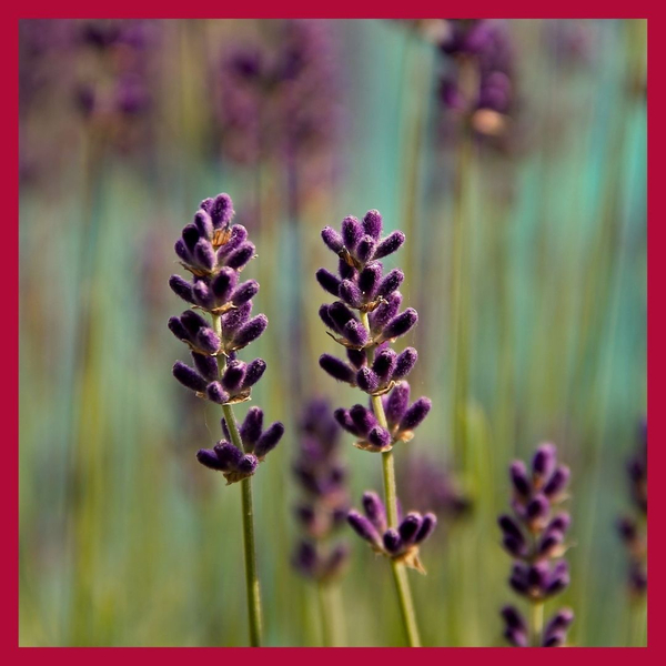 purple flowers 