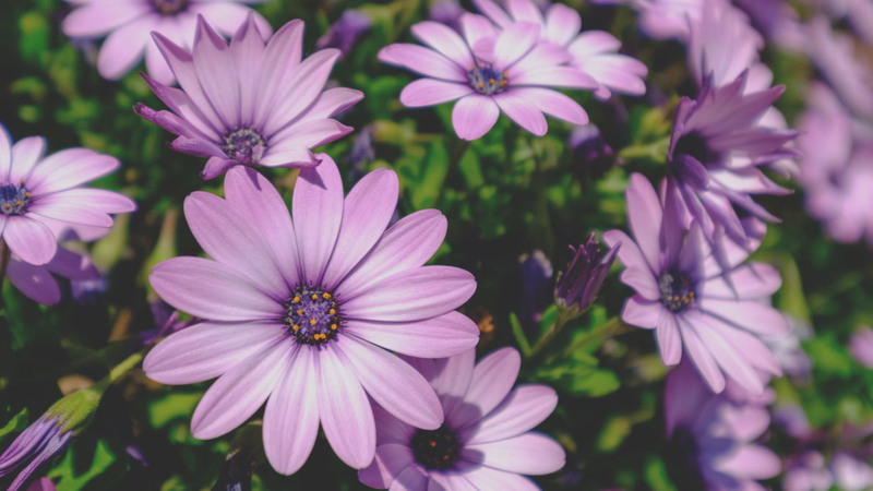 purple flowers 