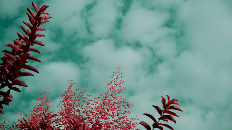 looking up at pink plants and sky