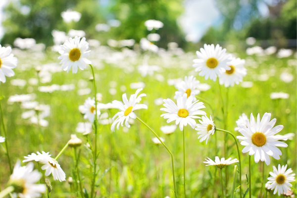 daisies