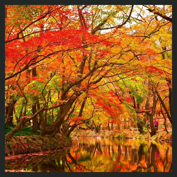 The Trauma of the Holidays_ Managing Triggers and Finding Peace During Thanksgiving4.jpg