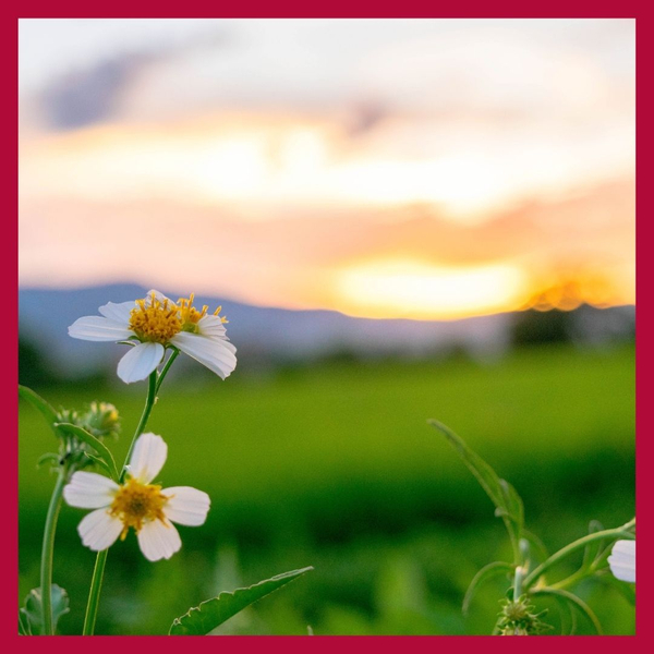 little daisies 