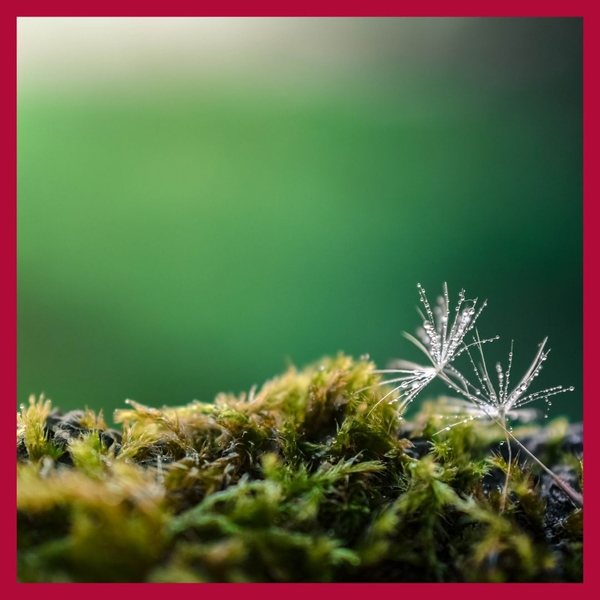 seeds on moss 