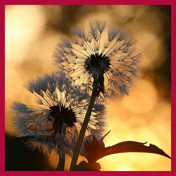 dandelion seeds 