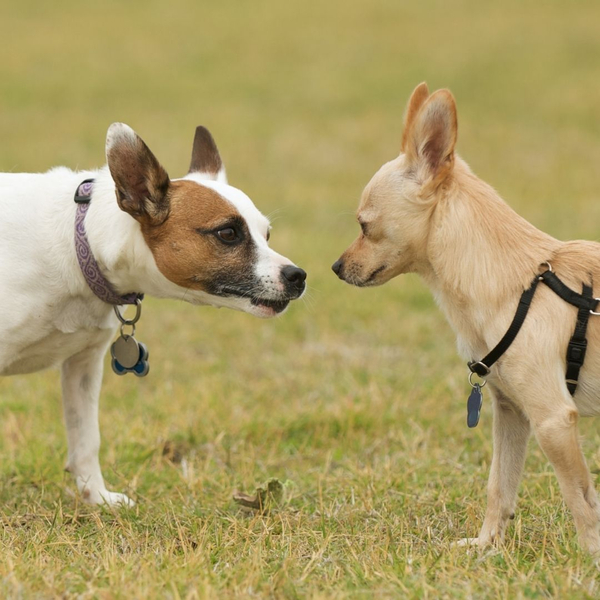 two dogs meeting