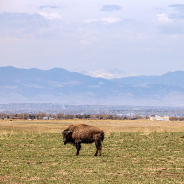 bison in denver