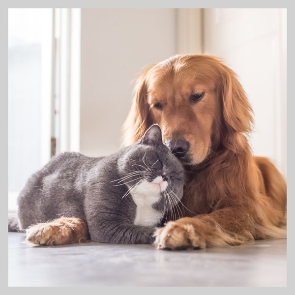 Dog and cat