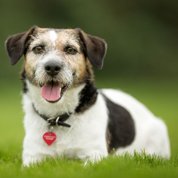 dog playing in grass