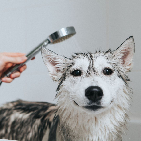 dog getting a bath in a dog wash