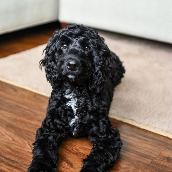 4 Ways Vinyl Flooring Can Improve Your Home 2.jpg