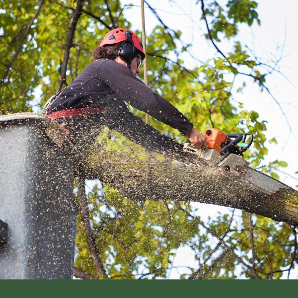 Tree Service (2).jpg