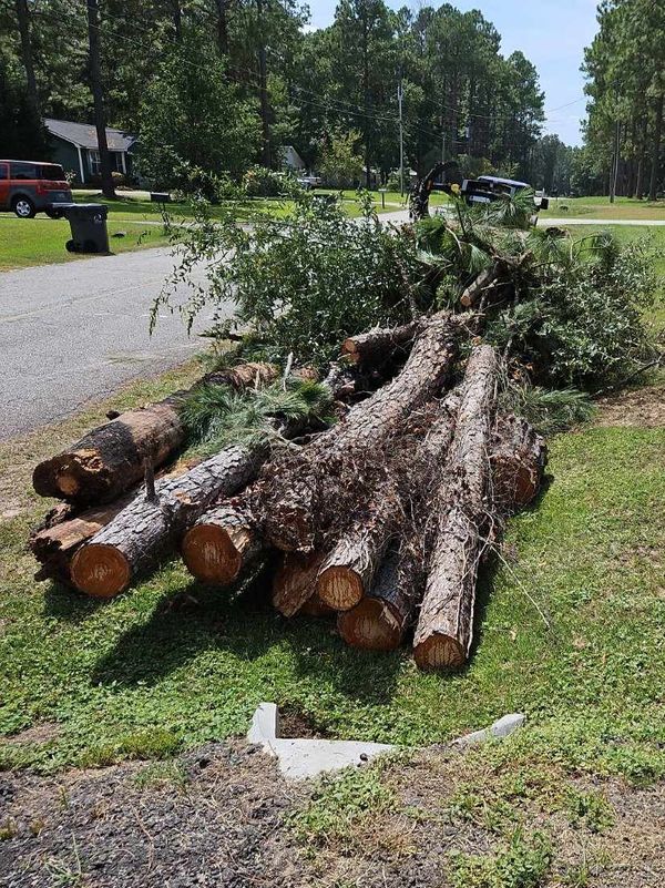 Tree Felling.jpg