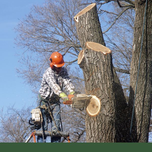 Tree Service (4).jpg