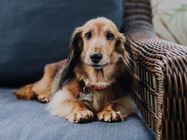 Cute brown dog sitting on the couch looking at the camera. 