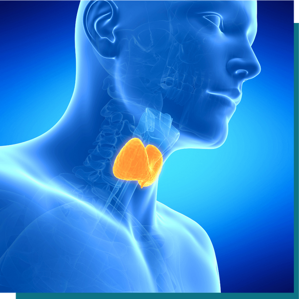 parathyroid (6) (1).png