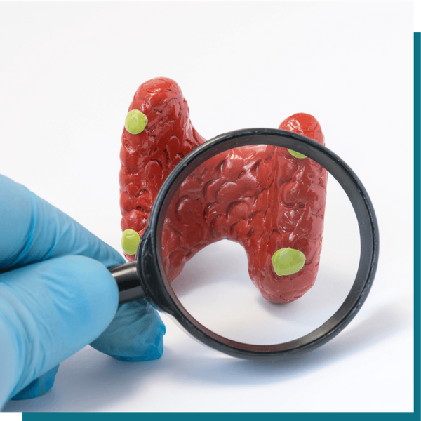 parathyroid (2) (1).png