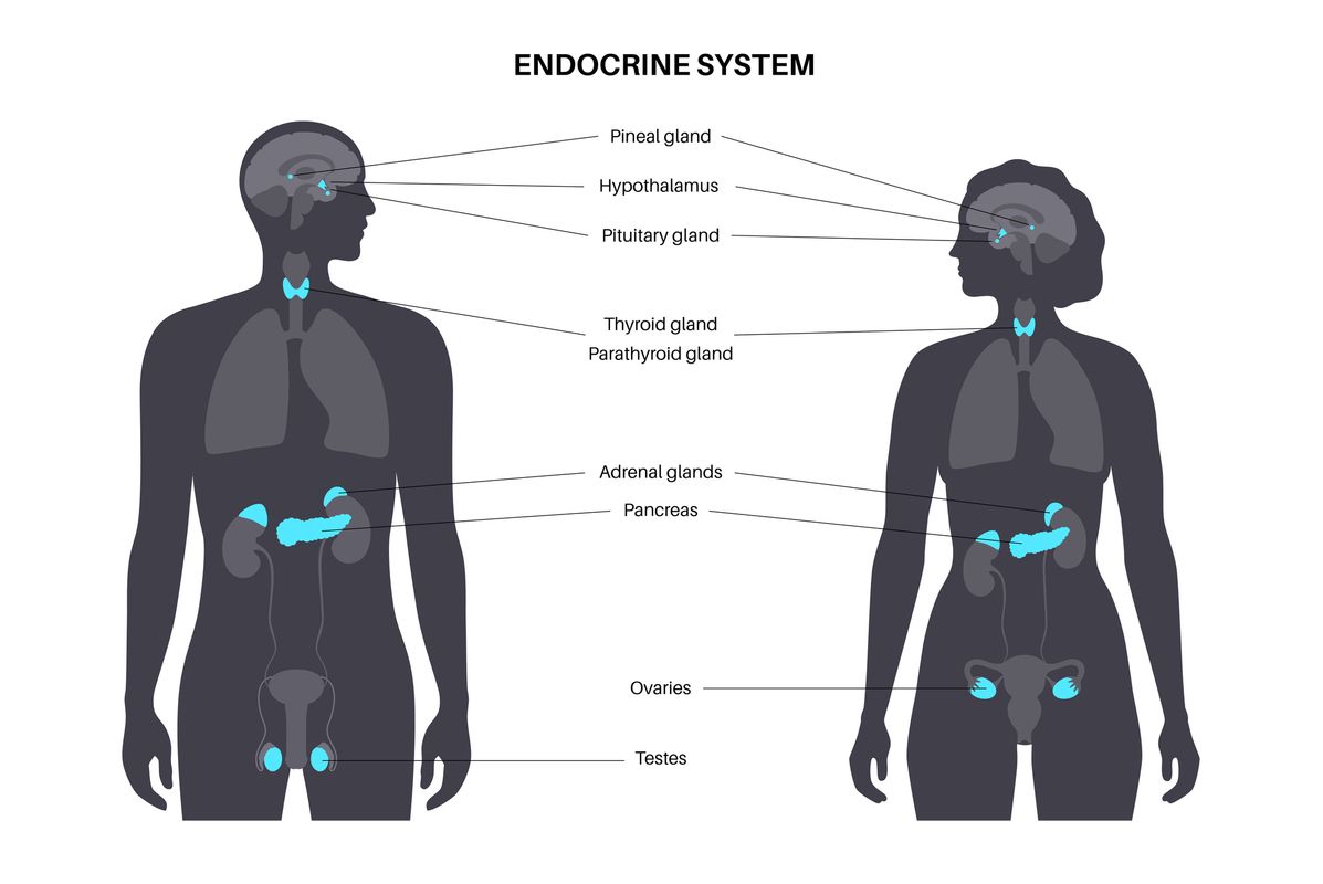 Novo-Endocrinology-Endocrine-System.jpg