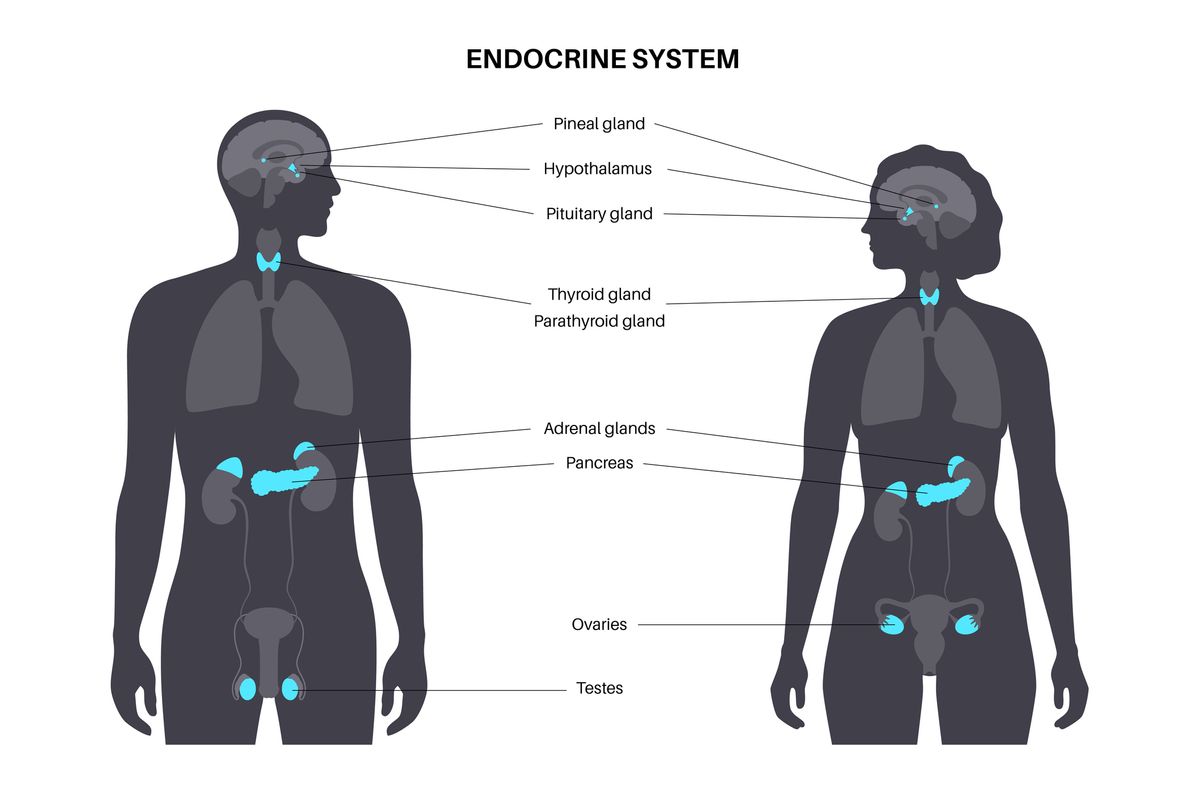Novo-Endocrinology-Endocrine-System.jpg