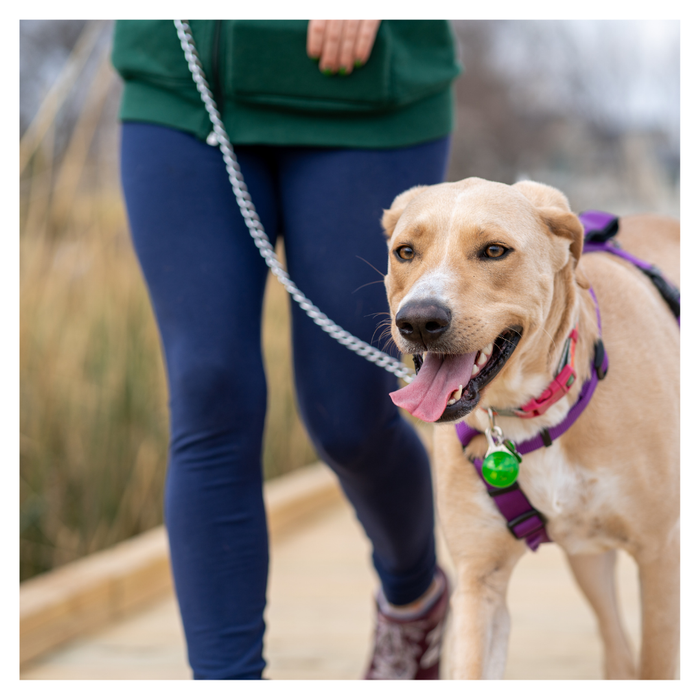 Walking Dog Safely.png