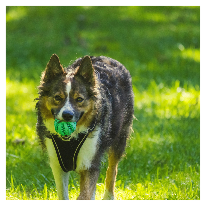 Dog Playing with Ball.png