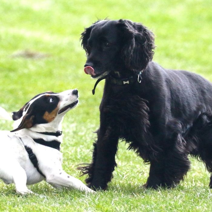 4 Pet-Friendly Spaces That Feel Like Home.jpg
