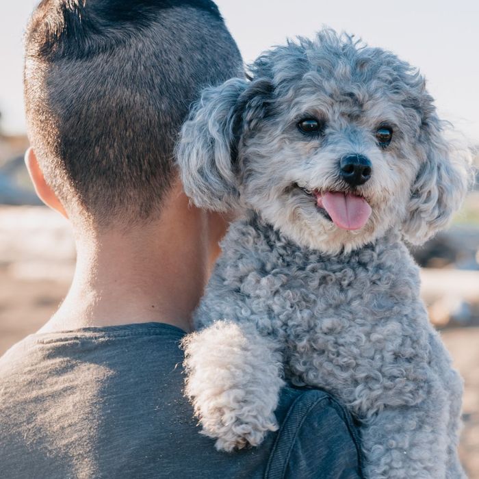 person holding a dog