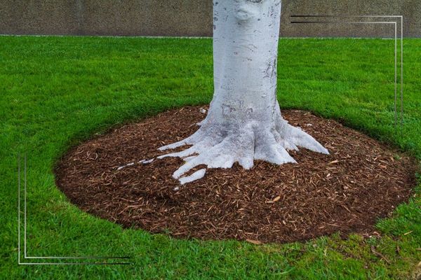 Fresh mulch and edging around a tree.