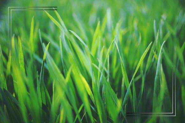 Close-up photo of blades of grass.